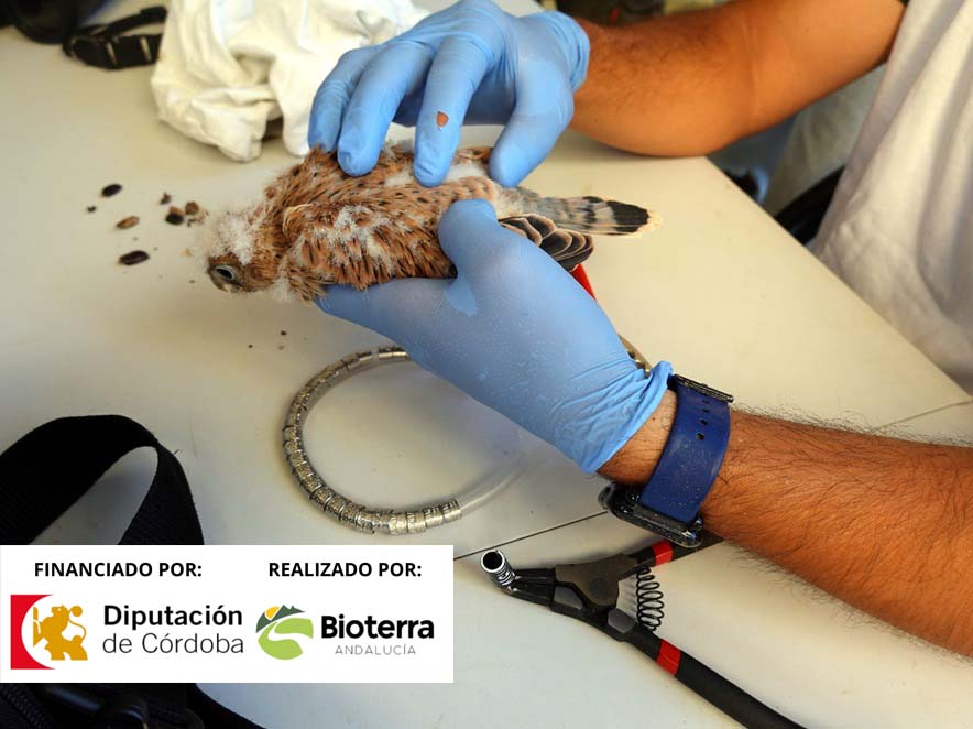 ¡Volvemos a anillar las colonias de cernícalo primilla del Campus Universitario de Rabanales y de la Villa de Fernán Núñez!